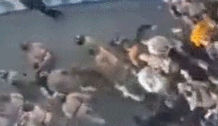Anti-Iran regime protests grow across country as Trump admin boosts demonstrators offering support