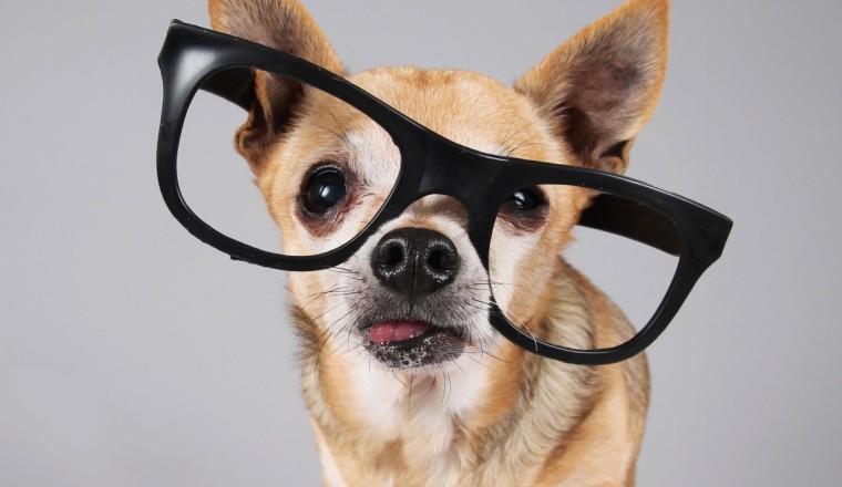 These are the best gadgets for your pet right now
