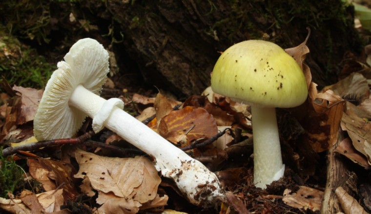 Four dead and three receive liver transplants after eating death cap mushrooms in California
