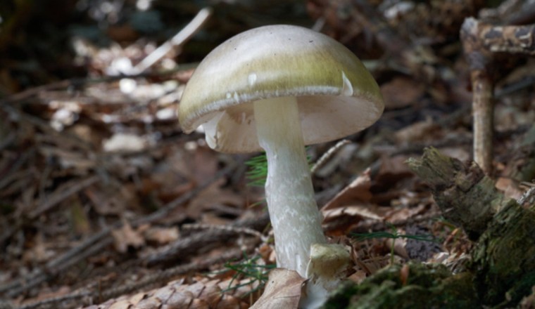 Four dead from death cap mushroom poisoning in California as urgent warning issued