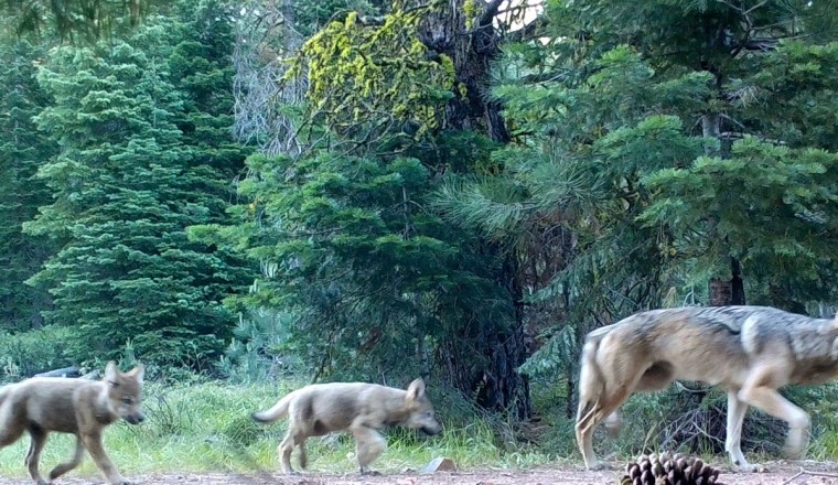 Gray wolf spotted in Los Angeles for the first time in over 100 years
