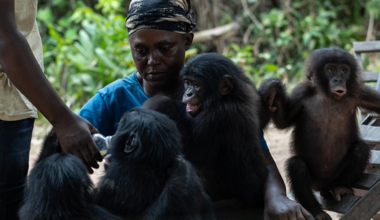 A rare sanctuary in Congo looks after baby bonobos away from poaching threat
