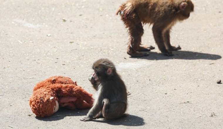 2 Americans arrested over stunt at viral baby monkey Punch's zoo in Japan