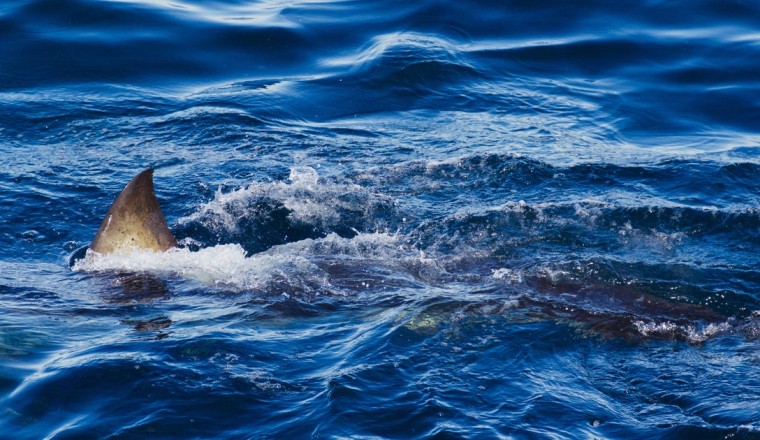 Great white shark kills spearfishing diver: "Horrific event"