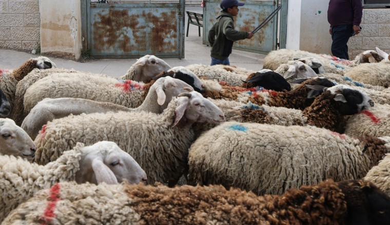 Israeli settlers run over livestock in occupied West Bank