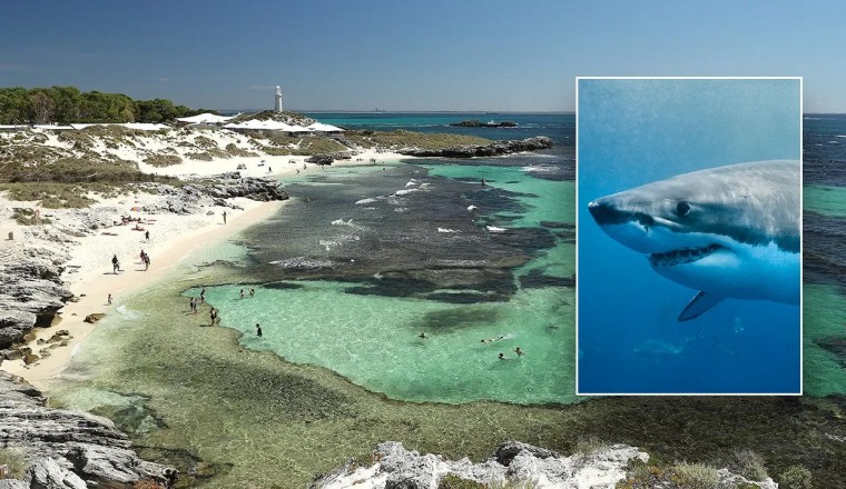 Man dies after attack by 13-foot great white shark near popular island resort: officials