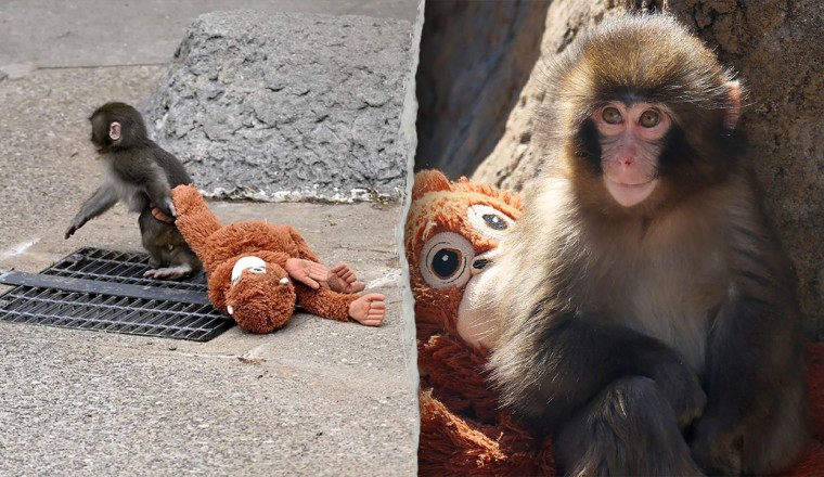 American tourists arrested in Japan after alleged break-in at viral monkey Punch’s enclosure