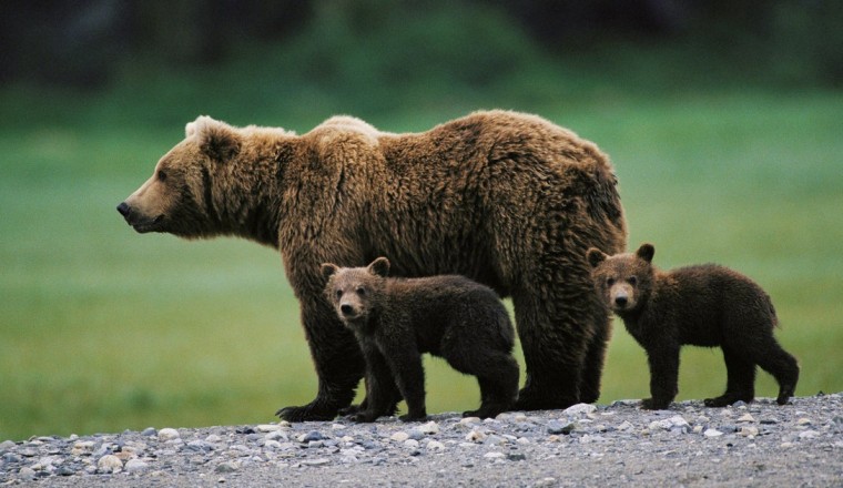 Man killed by mother bear with her cub in rare attack in Bulgaria