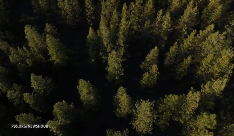 Carbon credit program pays small landowners to keep forests standing