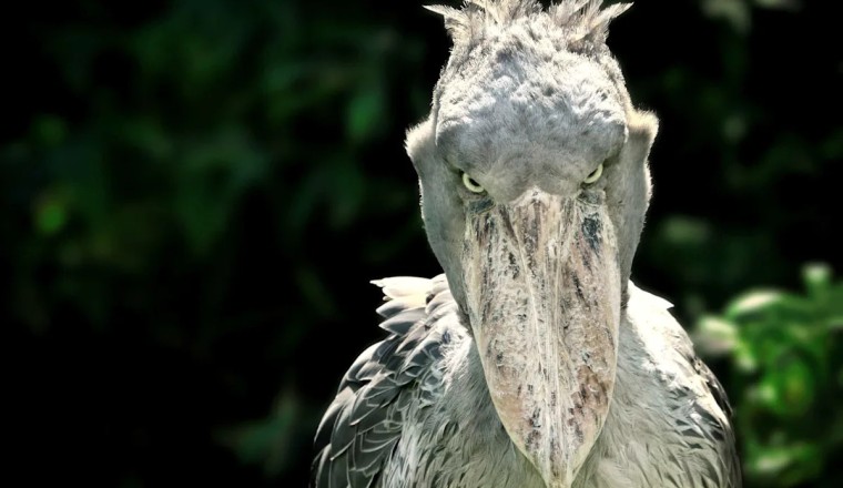 The Weird Side of African Wildlife