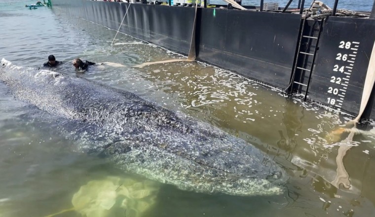 Autopsy planned for dead humpback whale brought ashore in Denmark