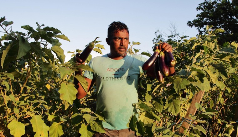 Caribbean Food Security, One Year After The Collapse Of USAID