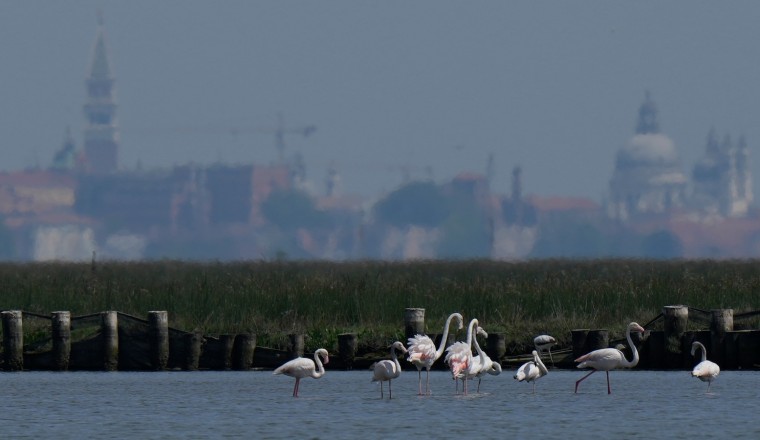 Venice's growing flamingo population finds refuge in recovering wetlands