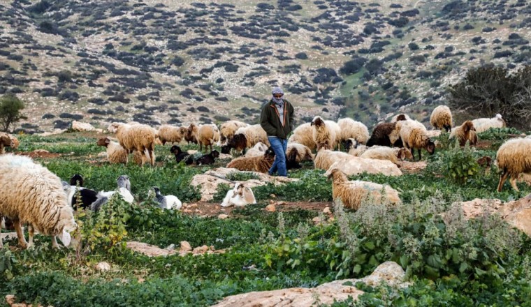 Israeli settlers are driving Palestinian shepherds from their grazing lands