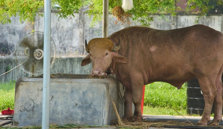 Rare albino buffalo named after Donald Trump for its golden locks draws crowds