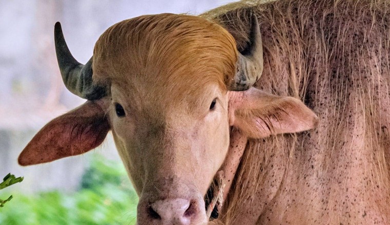 Albino buffalo nicknamed 'Donald Trump' becomes sensation at Bangladesh's national zoo for its blond hair