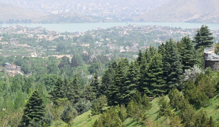 From poplars to pistachios, Afghans rediscover the value of trees