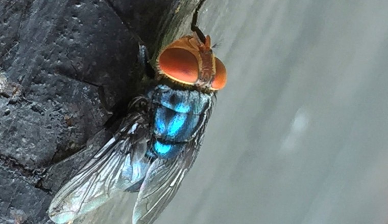 Nightmare parasite that eats living flesh detected in Texas after disappearing for decades